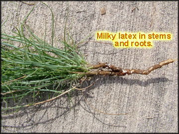 Roots and milky latex