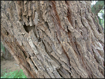 Bark
