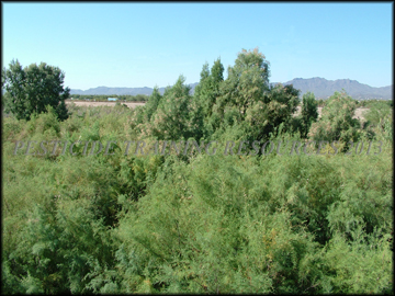 Infestation in Drainage