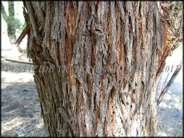 Bark
