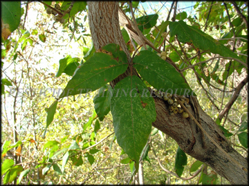 Foliage and Bark