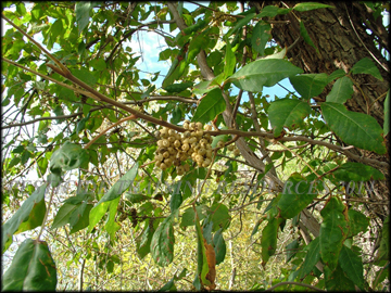 Foliage and Fruit