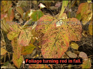 Fall Foliage