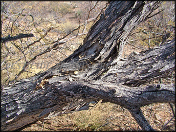 Mature Bark