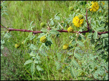 Flowers and Foliage